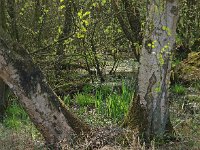 NL, Drenthe, Aa en Hunze, Geelbroek 8, Saxifraga-Hans Dekker