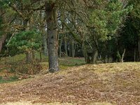 NL, Drenthe, Aa en Hunze, Grafheuvel Kampsheide 1, Saxifraga-Hans Dekker