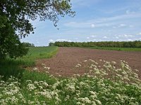 NL, Drenthe, Aa en Hunze, Houtesch 1, Saxifraga-Hans Dekker