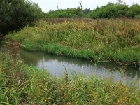 NL, Drenthe, Aa en Hunze, Loonerdiep 2, Saxifraga-Hans Boll