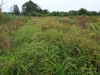 NL, Drenthe, Aa en Hunze, Loonerdiep 3, Saxifraga-Hans Boll