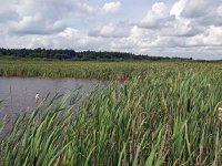 NL, Drenthe, Aa en Hunze, Oelmers 4, Saxifraga-Hans Dekker