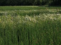 NL, Drenthe, Aa en Hunze, Oudemolen 17, Saxifraga-Hans Boll