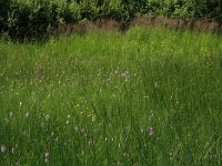 NL, Drenthe, Aa en Hunze, Oudemolen 34, Saxifraga-Hans Boll