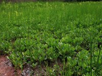 NL, Drenthe, Aa en Hunze, Oudemolen 40, Saxifraga-Hans Boll