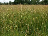 NL, Drenthe, Aa en Hunze, Oudemolen 45, Saxifraga-Hans Boll