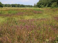 NL, Drenthe, Aa en Hunze, Oudemolen 70, Saxifraga-Hans Boll