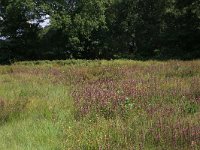 NL, Drenthe, Aa en Hunze, Oudemolen 72, Saxifraga-Hans Boll