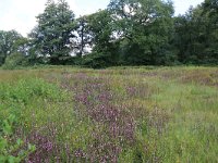 NL, Drenthe, Aa en Hunze, Oudemolen 76, Saxifraga-Hans Boll