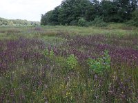 NL, Drenthe, Aa en Hunze, Oudemolen 78, Saxifraga-Hans Boll