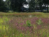 NL, Drenthe, Aa en Hunze, Oudemolen 82, Saxifraga-Hans Boll