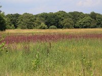 NL, Drenthe, Aa en Hunze, Oudemolen 85, Saxifraga-Hans Boll