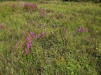 NL, Drenthe, Aa en Hunze, Oudemolen 88, Saxifraga-Hans Boll