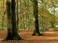 NL, Drenthe, Aa en Hunze, Rolde 2, Saxifraga-Hans Dekker