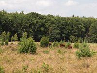 NL, Drenthe, Aa en Hunze, Tweelingen 2, Saxifraga-Hans Dekker