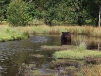 NL, Drenthe, Aa en Hunze, Tweelingen 7, Saxifraga-Hans Dekker