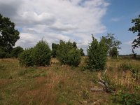 NL, Drenthe, Aa en Hunze, Tweelingen 9, Saxifraga-Hans Dekker