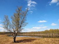 NL, Drenthe, Aa en Hunze, Tweelingen boswachterij 5, Saxifraga-Hans Dekker