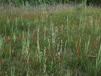 NL, Drenthe, Aa en Hunze, Westerlanden 22, Saxifraga-Hans Boll