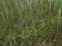 NL, Drenthe, Aa en Hunze, Westerlanden 35, Saxifraga-Hans Boll