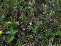 NL, Drenthe, Aa en Hunze, Westerlanden 36, Saxifraga-Hans Boll