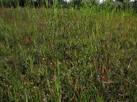 NL, Drenthe, Aa en Hunze, Westerlanden 43, Saxifraga-Hans Boll