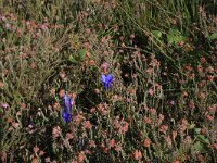 NL, Drenthe, Aa en Hunze, Westerlanden 46, Saxifraga-Hans Boll