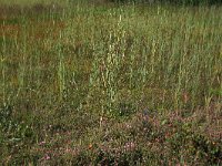 NL, Drenthe, Aa en Hunze, Westerlanden 50, Saxifraga-Hans Boll