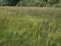 NL, Drenthe, Aa en Hunze, Westerlanden 60, Saxifraga-Hans Boll