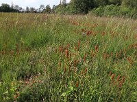 NL, Drenthe, Aa en Hunze, Westerlanden 62, Saxifraga-Hans Boll