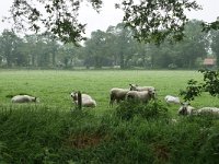 NL, Drenthe, Aa en Hunze, bij Anderen 1, Saxifraga-Tom Heijnen