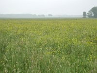 NL, Drenthe, Aa en Hunze, bij Anderen 10, Saxifraga-Tom Heijnen