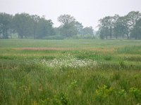 NL, Drenthe, Aa en Hunze, bij Anderen 4, Saxifraga-Tom Heijnen