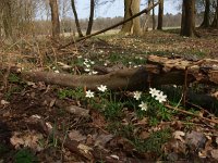 NL, Drenthe, Assen, Anreperdiepje 3, Saxifraga-Hans Dekker