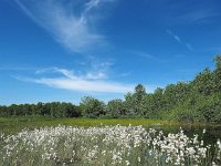 NL, Drenthe, Assen, De Haar 2, Saxifraga-Hans Dekker