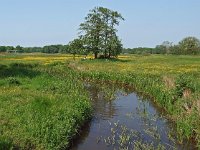 NL, Drenthe, Assen, Deurzerdiep 1, Saxifraga-Hans Dekker