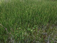 NL, Drenthe, Assen, Deurzerdiep 20, Saxifraga-Hans Boll