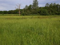 NL, Drenthe, Assen, Deurzerdiep 43, Saxifraga-Hans Boll