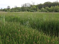 NL, Drenthe, Assen, Deurzerdiep 49, Saxifraga-Hans Boll