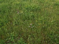 NL, Drenthe, Assen, Deurzerdiep 67, Saxifraga-Hans Boll