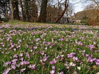 NL, Drenthe, Assen, Overcingel 1, Saxifraga-Hans Dekker