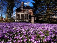 NL, Drenthe, Assen, Overcingel 10, Saxifraga-Hans Dekker