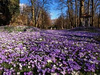 NL, Drenthe, Assen, Overcingel 13, Saxifraga-Hans Dekker