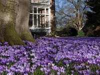 NL, Drenthe, Assen, Overcingel 14, Saxifraga-Hans Dekker