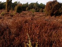 NL, Drenthe, Borger-Odoorn, Drouwenerzand 2, Saxifraga-Hans Dekker