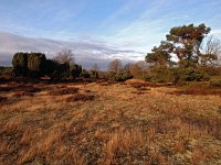 NL, Drenthe, Borger-Odoorn, Drouwenerzand 3, Saxifraga-Hans Dekker