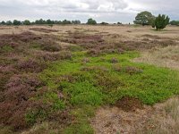 NL, Drenthe, Borger-Odoorn, Drouwenerzand 6, Saxifraga-Hans Dekker