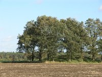 NL, Drenthe, Borger-Odoorn, Eppies Bargie 2, Saxifraga-Hans Dekker