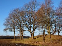 NL, Drenthe, Borger-Odoorn, Eppies Bargie 3, Saxifraga-Hans Dekker