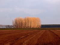 NL, Drenthe, Borger-Odoorn, Exloo 2, Saxifraga-Hans Dekker